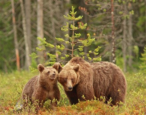 Brown bear in forest