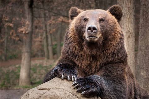 Research on brown bear behavior