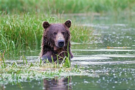 Brown bear swimming