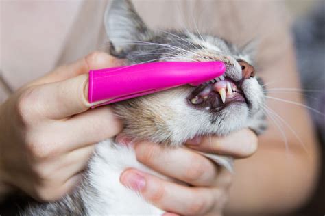 Brushing feline teeth