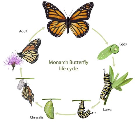 Butterfly Life Cycle Template