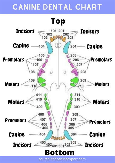 Canine Dental Chart