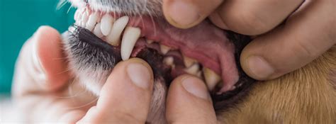 Canine Dental Tips