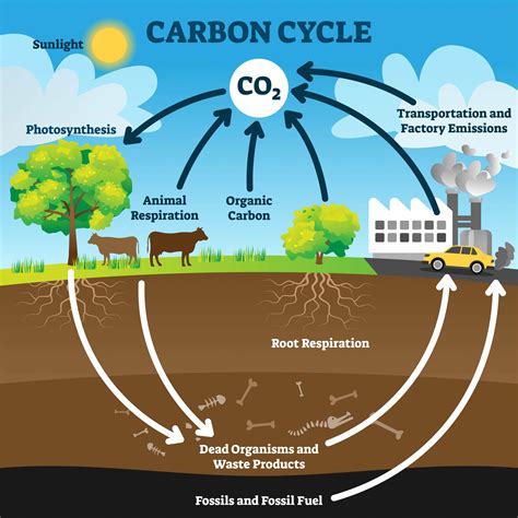 Carbon Cycle Diagram