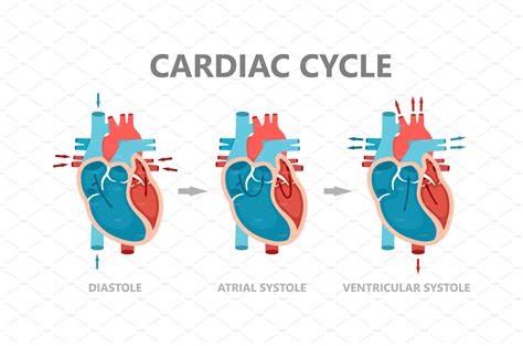 Cardiac Cycle