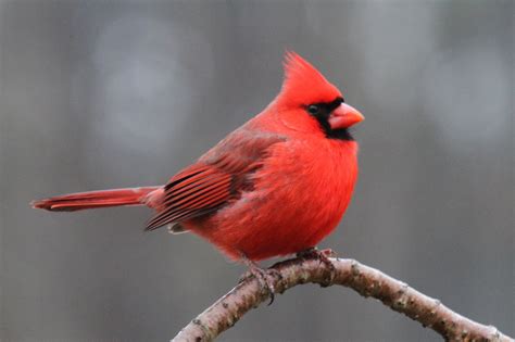 Cardinal Bird