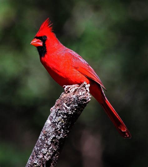 Cardinal Images Gallery