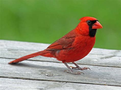 Cardinal Images