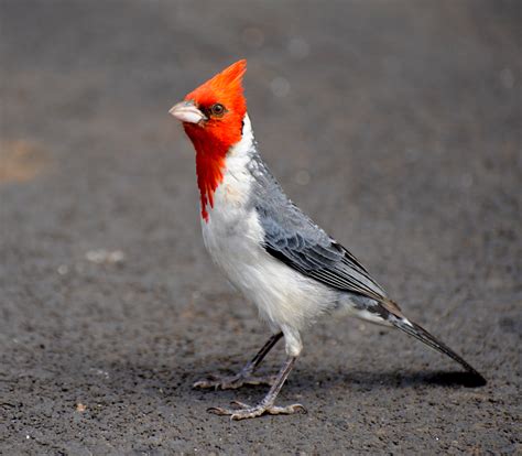 Cardinal Photos Collection