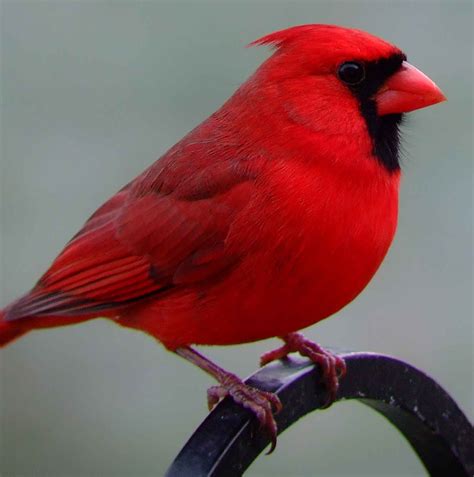 Cardinal Photos Gallery