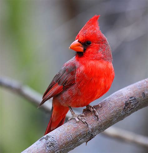 Cardinal Pictures Gallery