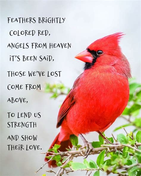 Cardinal Poetry