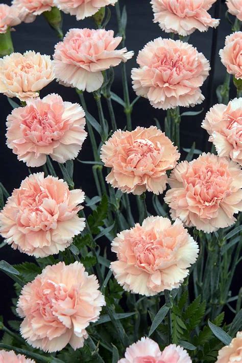 Description of carnation