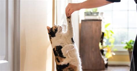 Cat Behavior and Training