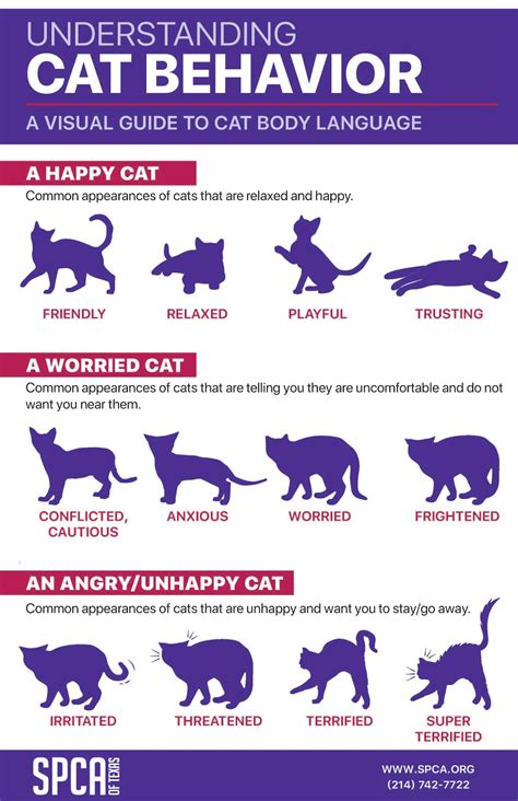 Cat Behavioral Evaluation