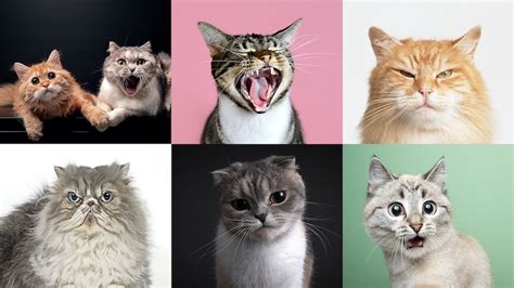 Different expressions of a cat