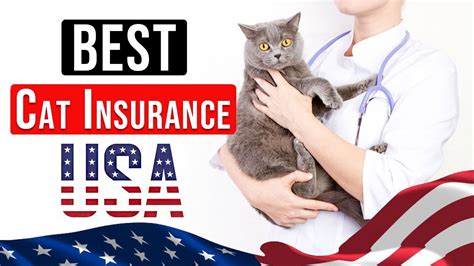 Cat Insurance Policy