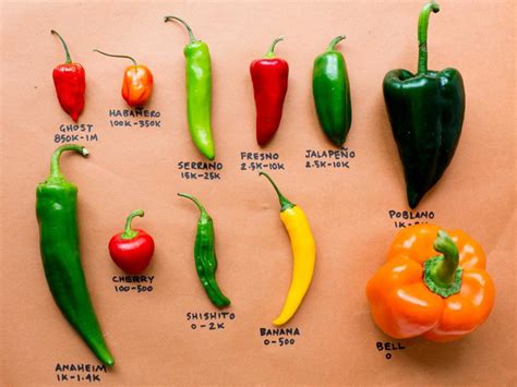 Variety of Chili Options