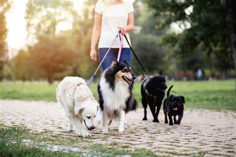 Choosing Pet Sitter