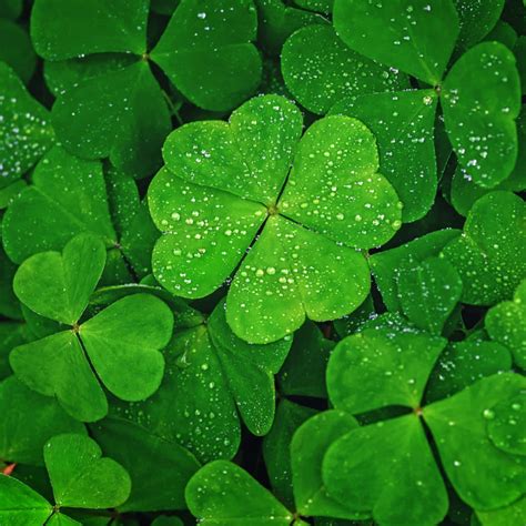 Clover Image