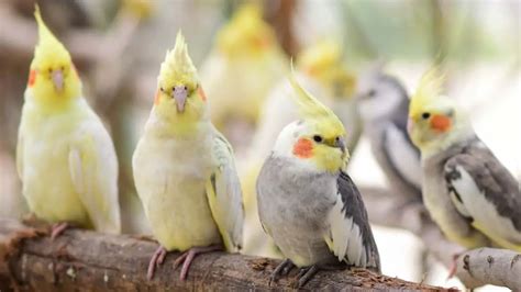 cockatiels