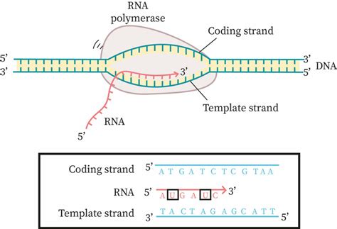 Coding Strand Image