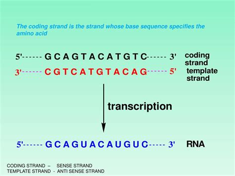 Coding vs Template Image