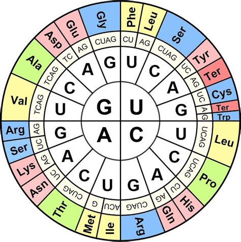 Codon Chart Introduction