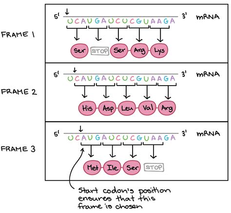 Codon Chart Importance