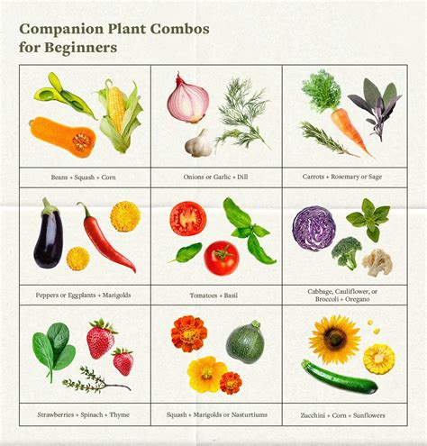 Companion Planting Benefits