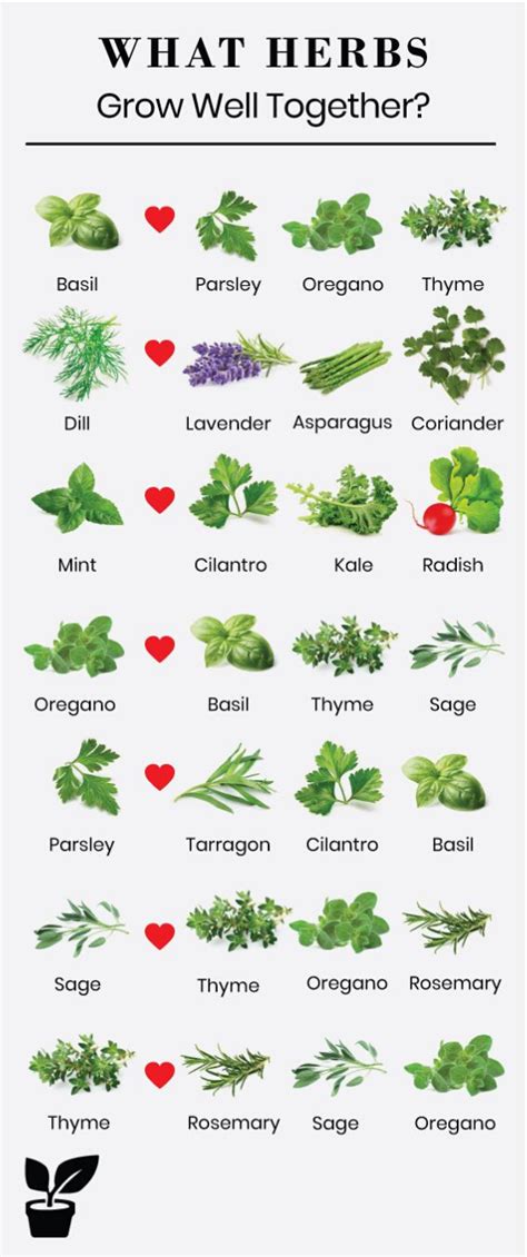 Companion Planting for Herbs