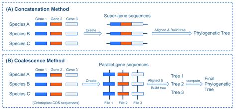 Concatenation in Biology