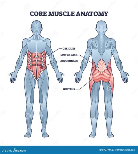 Diagram of core muscles