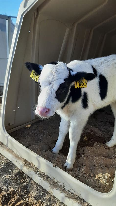 Baby cow