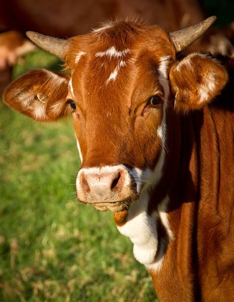 Free Cow Photos