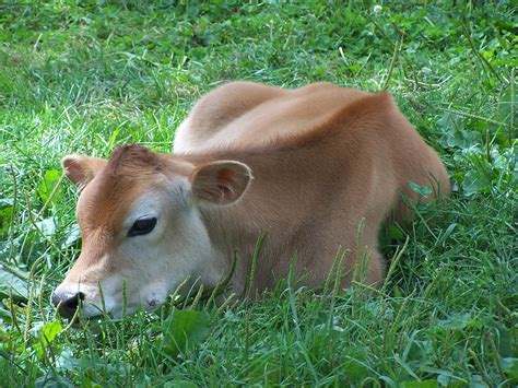 Cow resting