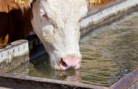 Cow watering