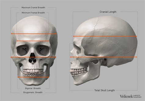 Creating Detailed and Accurate Models of the Skull