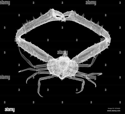 X-ray Image of a Crustacean