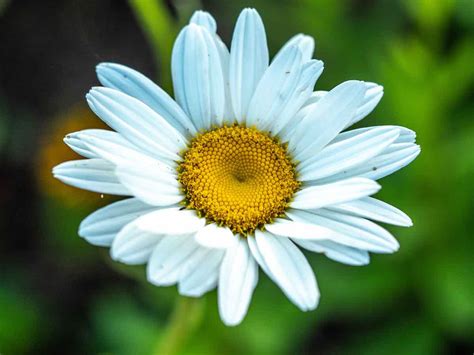 A person planting daisy flowers