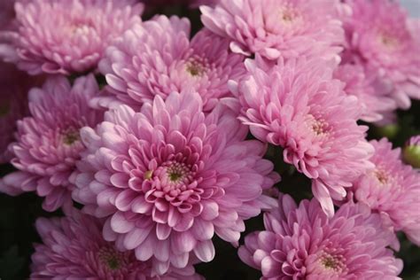 Cultural significance of chrysanthemum flowers