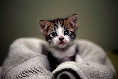 Cute kitten