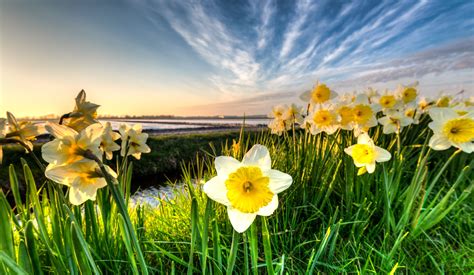 Daffodil field