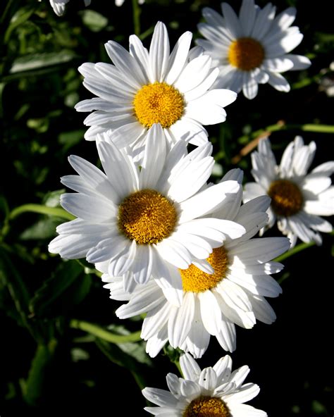 Description of daisies