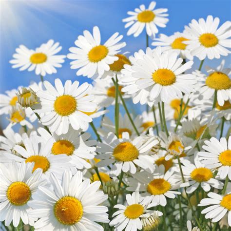 Daisy flowers in a field