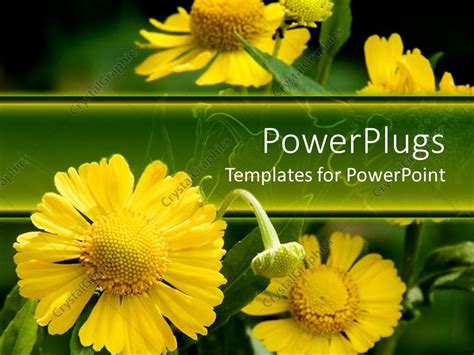 Daisy PowerPoint templates