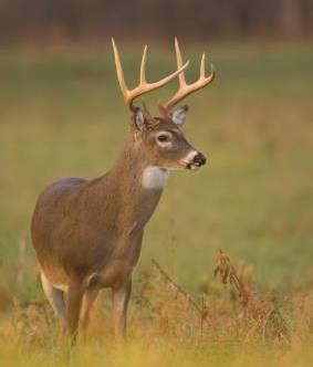 Description of Deer Management Practices