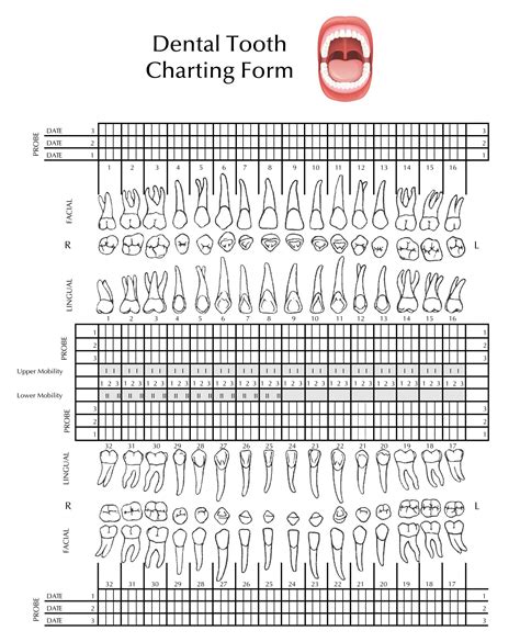 Dental Template 2