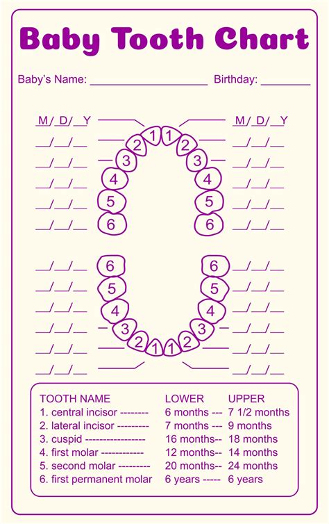 Dental Template 8