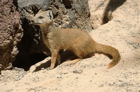 Desert mammals